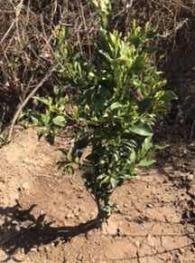 四川雅安汉源县600亩果园经营权转让