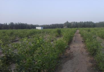 和田洛浦县 65亩 果园 经营权转让