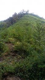 来宾象州县 20亩 有林地 经营权转包