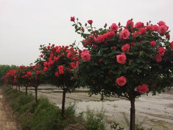 许昌魏都区100亩水田经营权转让