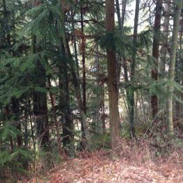 赣州兴国县20000亩有林地经营权转包