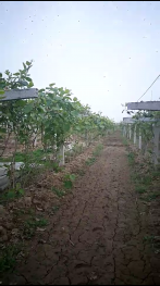 西安周至县 20亩 果园 经营权转让