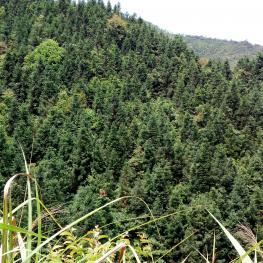 漳州华安县 1100亩 有林地 经营权转让