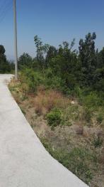 济宁曲阜市 10亩 其它林地 经营权出租