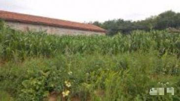 铁岭铁岭县 200亩 农场 使用权转让