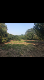 漳州龙海市 1.2亩 果园 经营权转让