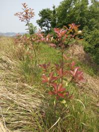 黄冈浠水县 418亩 有林地 经营权转让