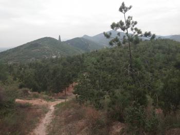 临汾洪洞县 500亩 其它林地 经营权合作