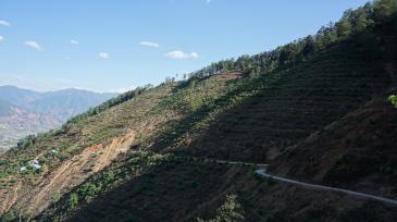 攀枝花盐边县 802亩 核桃园果园 经营权转让或出租