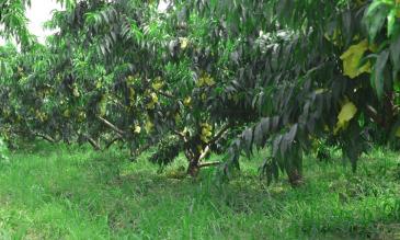 泰州姜堰区 90亩 果园 经营权转让