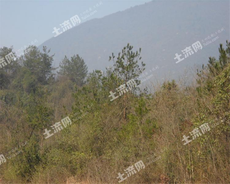 湖南省慈利县130005.1亩纯林股权或林地经营
