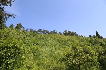 襄阳市谷城县 400亩 有林地 经营权转让