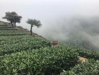 漳州华安县 1200亩 茶园 转让