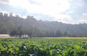 成都双流县土地面积有多大?土壤种类有哪些?