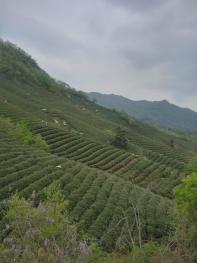 信阳浉河区 50亩 茶园 经营权转让