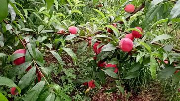 襄阳市宜城市 5000亩 其它林地 经营权转包