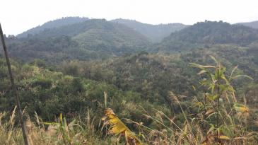 漳州南靖县 100亩 有林地 转让