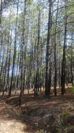 攀枝花盐边县 150000亩 有林地 经营权转让