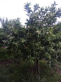 2018年四川眉山社会保险费缴费标准:每月缴多