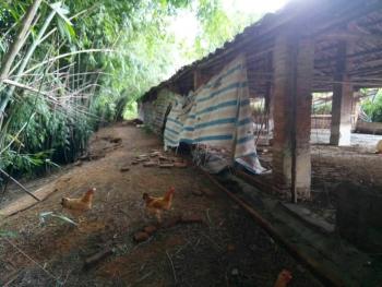 广东地形与气候可以种植榴莲、樱桃、核桃、蓝