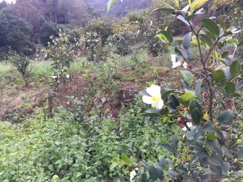 赣州寻乌县 500亩 其它园地 经营权转让