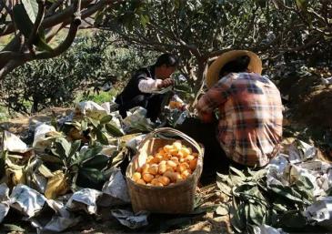 莆田仙游县 30亩 有林地 转包