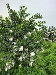 2018年四川眉山社会保险费缴费标准:每月缴多