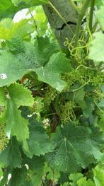 新疆石河子市 20亩 水浇地 经营权转让