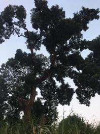 漳州长泰县10亩林地-有林地入股