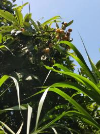 福州闽侯甘蔗附近 20亩山坡地