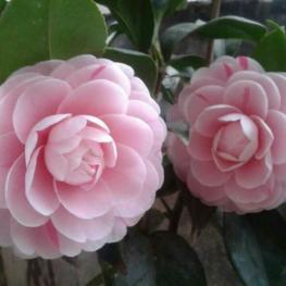 福州闽侯 10亩 茶园 转包