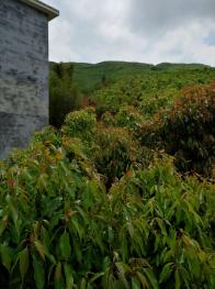 郴州临武县 2000亩 灌木林地 经营权出租