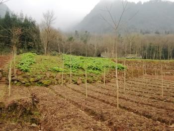 林地|喬木林地120萬元經營權轉讓12年地區商家眉山仁壽縣 500畝 有