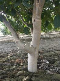 喀什岳普湖县 200亩 有林地 经营权出租