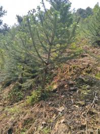 柳州鹿寨县 2650亩 乔木林地 经营权转让