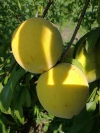 徐州沛县 50亩 果园 经营权转让