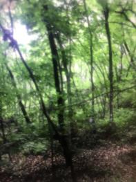 抚顺抚顺县 117亩 有林地 经营权转让