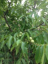 大理永平县80亩林地-有林地经营权转让