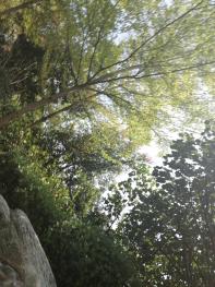 龙岩漳平市 88亩 有林地 经营权转让