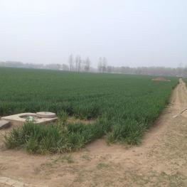 商丘永城市 8.3亩 水浇地 经营权出租