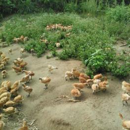 九江修水县 2000亩 综合养殖用地 经营权出租