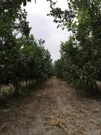 喀什泽普县 20亩 其它园地 经营权转让