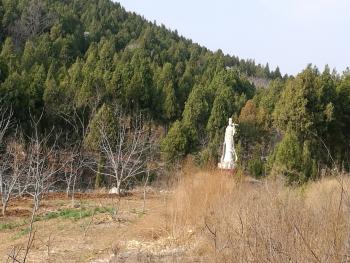 泰安肥城市 600亩 其它林地经营权转让