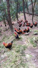 重庆荣昌区 1000亩 乔木林地 经营权出租