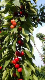 泰安岱岳区 10亩 果园 经营权转让