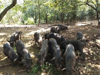 郴州苏仙区 100亩 综合养殖用地 经营权转让