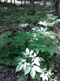 通化集安市 200亩 林下人参转卖