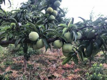 巴中平昌县 600亩 旱地 经营权出租