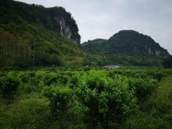 柳州柳南区 300亩 果园 经营权转让