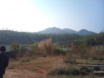 龙岩上杭县 800亩 有林地 经营权转让